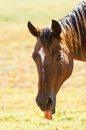 Horse Portrait