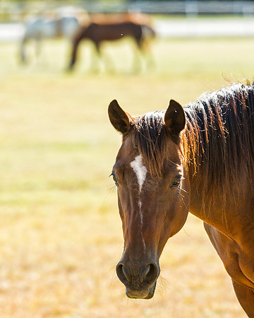 Horse Portrait