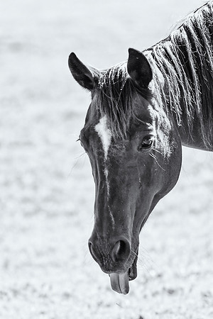 Horse Portrait