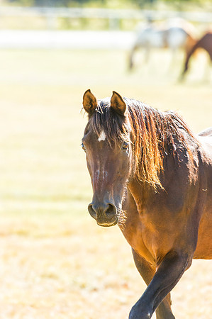 Horse Portrait
