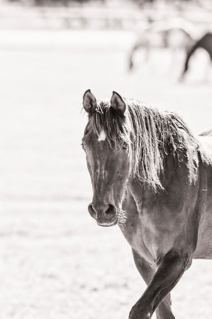 Horse Portrait