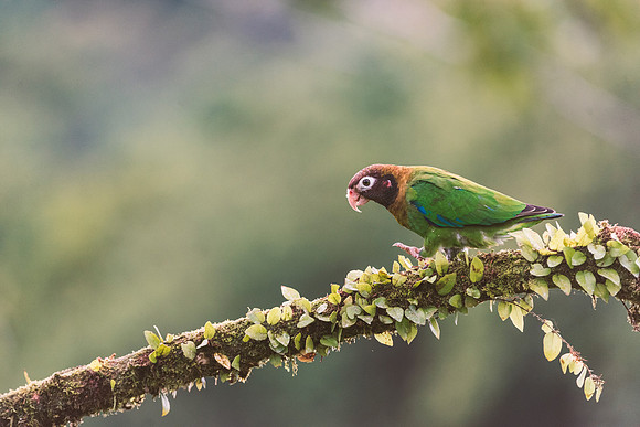 Brown Hooded Parrot