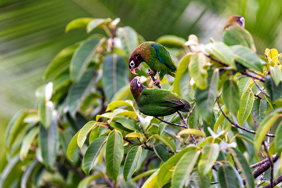 Brown Hooded Parrot