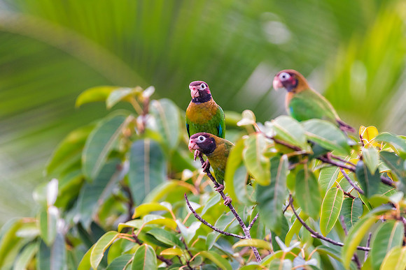 Brown Hooded Parrots