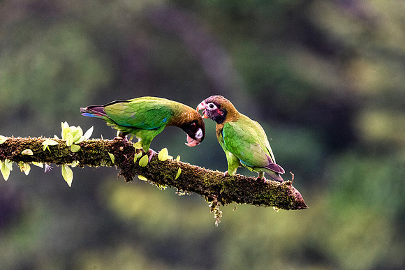 Brown Hooded Parrot