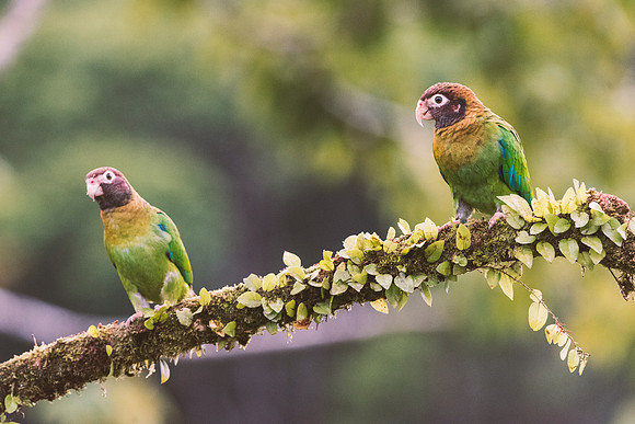 Brown Hooded Parrot