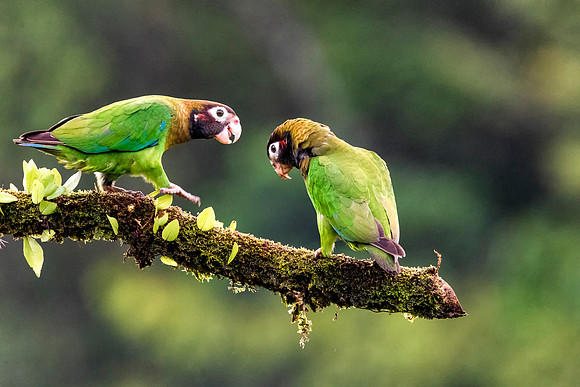 Brown Hooded Parrot