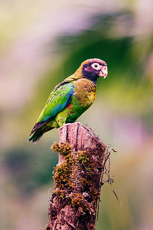Brown Hooded Parrot