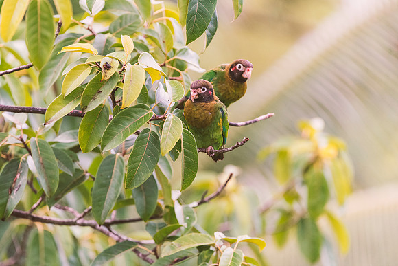 Brown Hooded Parrot