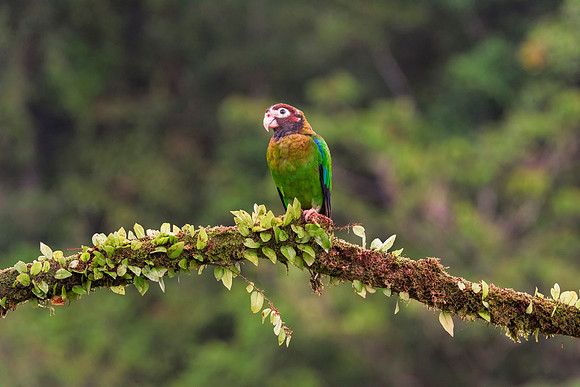 Brown Hooded Parrot