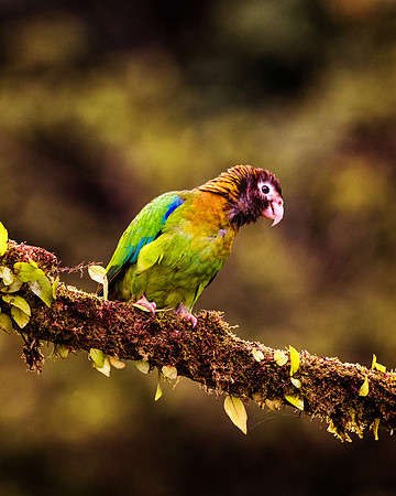 Brown Hooded Parrot