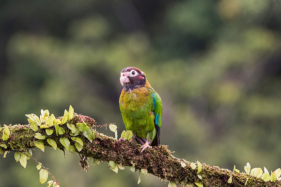 Brown Hooded Parrot
