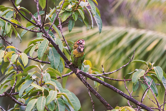Brown Hooded Parrot