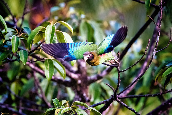 Brown Hooded Parrot