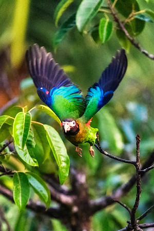Brown Hooded Parrot
