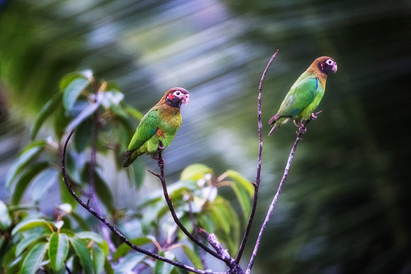 Brown Hooded Parrot