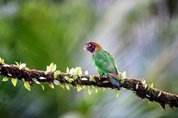 Brown Hooded Parrot