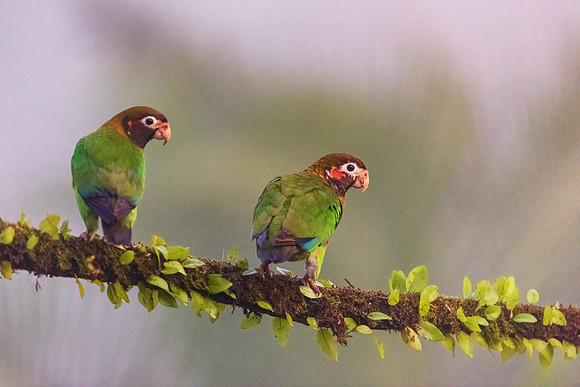 Brown Hooded Parrot