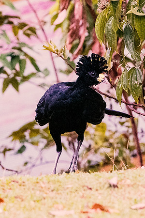 Great Currasow