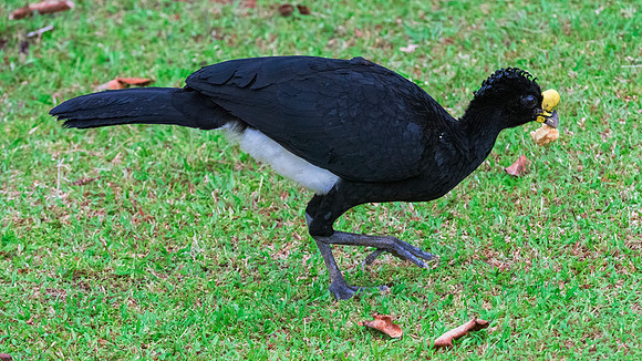 Great Currasow