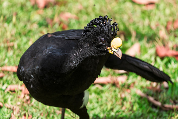 Great Currasow