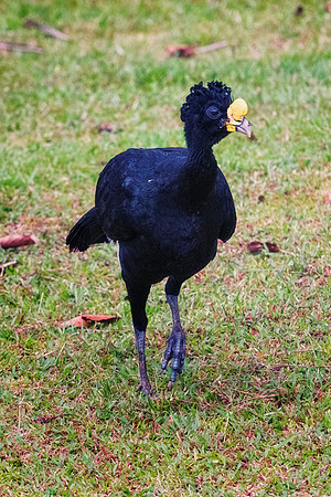 Great Currasow