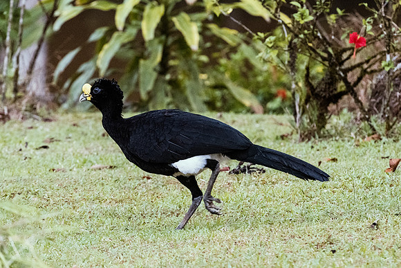 Great Currasow