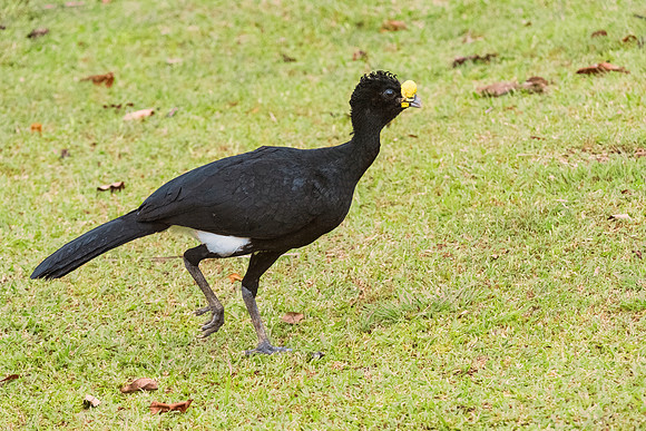 Great Currasow