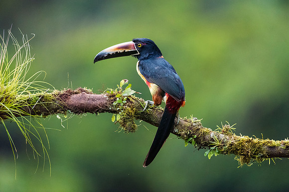 Collared Aracari