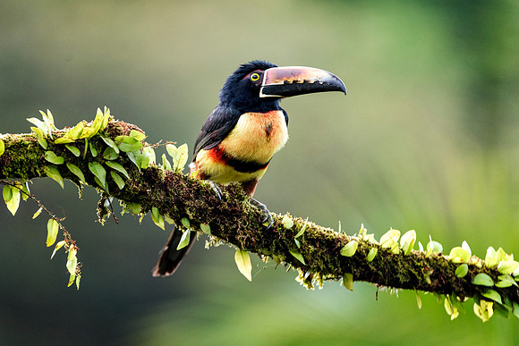 Collared Aracari