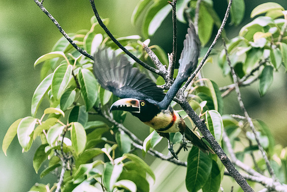 Collared Aracari