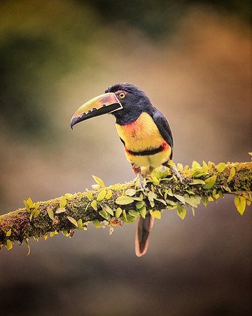 Collared Aracari