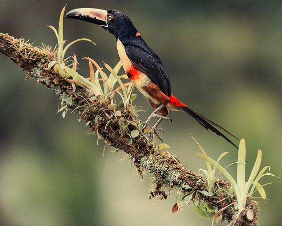 Collared Aracari