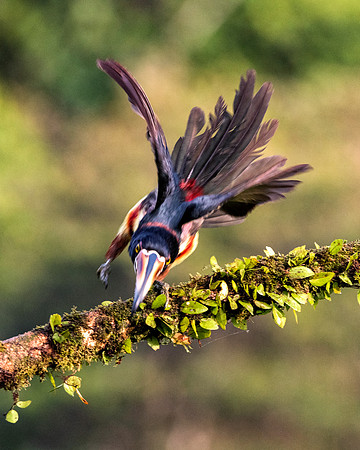 Collared Aracari