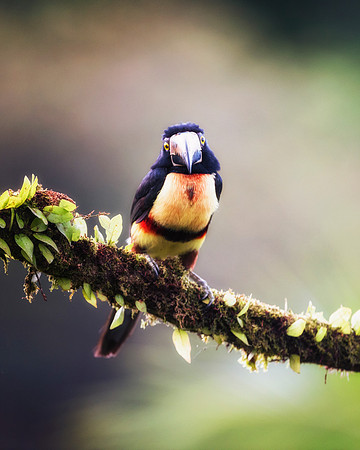 Collared Aracari