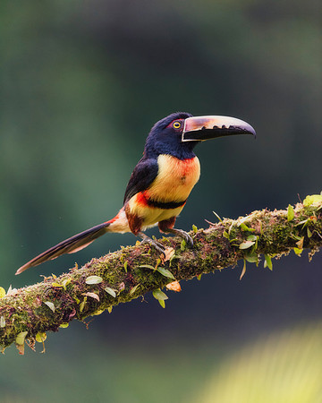 Collared Aracari