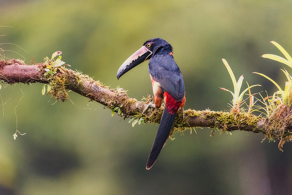 Collared Aracari