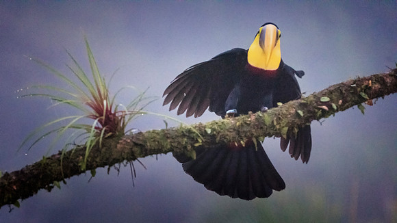 Black Mandibled Toucan
