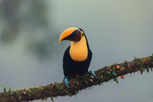 Black Mandibled Toucan