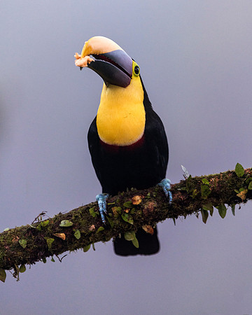 Black Mandibled Toucan