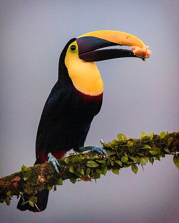 Black Mandibled Toucan