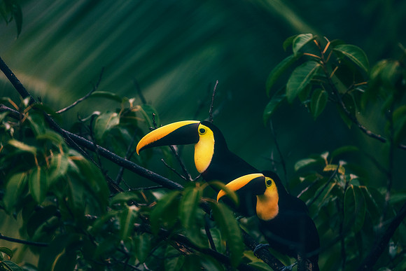 Black Mandibled Toucan