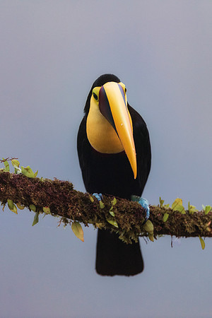 Black Mandibled Toucan