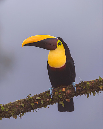 Black Mandibled Toucan