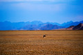 Damaraland & Namib-Naukluft National Park