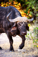 Africa, Africa, Botswana, Kenya, Namibia, South, Tanzania, Zambia, Zimbabwe, buffalo, calf, charge, game, grass, herd, holiday, hoofs, horns, hunting, migration, nature, parks, prairie, reserve, river