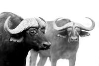 Africa, Bertazzoni, Kenya, Namibia, Nikon, "South Africa", Tanzania, Zambia, Zimbabwe, buffalo, calf, charge, game, grass, herd, holiday, hoofs, horns, hunting, migration, nature, parks, prairie, rese
