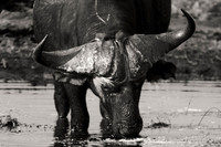 "South Africa", "Black & White", Africa, Botswana, Kenya, Namibia, Tanzania, Zambia, Zimbabwe, black, buffalo, charge, game, grass, hoofs, horns, hunting, migration, parks, prairie, reserve, river, sa