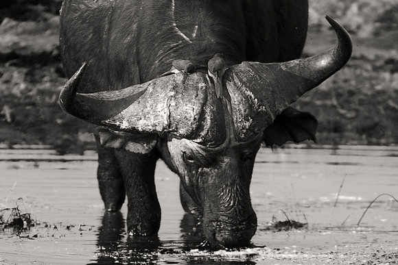 "South Africa", "Black & White", Africa, Botswana, Kenya, Namibia, Tanzania, Zambia, Zimbabwe, black, buffalo, charge, game, grass, hoofs, horns, hunting, migration, parks, prairie, reserve, river, sa
