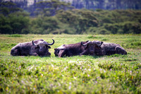 Africa, Africa, Bertazzoni, Botswana, Kenya, Namibia, Nikon, South, Tanzania, Zambia, Zimbabwe, buffalo, calf, charge, game, grass, herd, holiday, hoofs, horns, hunting, migration, nature, parks, prai